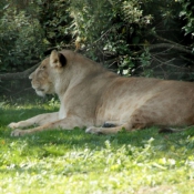 Photo de Lion