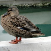 Photo de Canard colvert