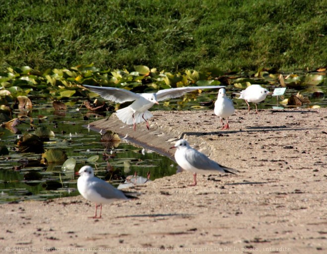 Photo de Mouette