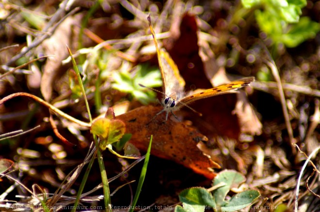 Photo de Papillon