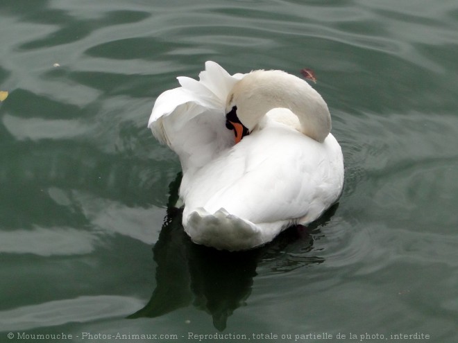 Photo de Cygne