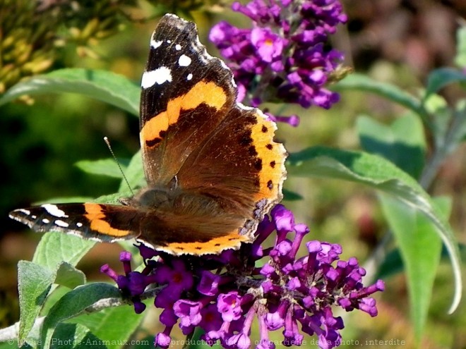 Photo de Papillon - vulcain