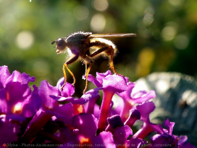 Photo de Mouche