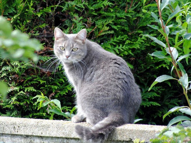 Photo de Chat domestique