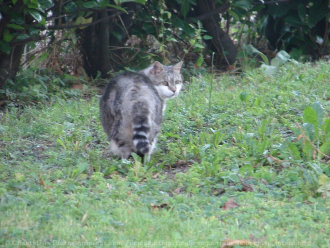 Photo de Chat domestique