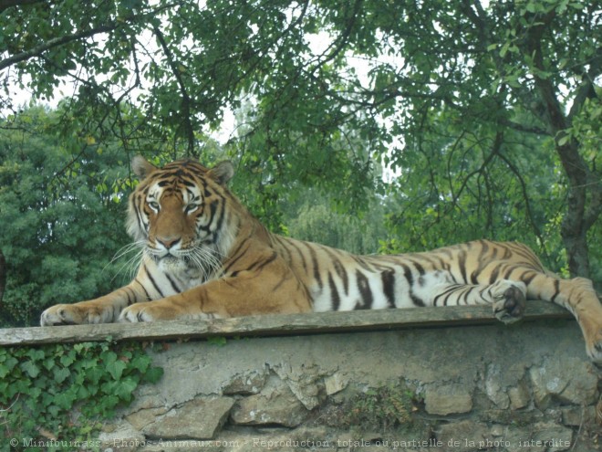 Photo de Tigre