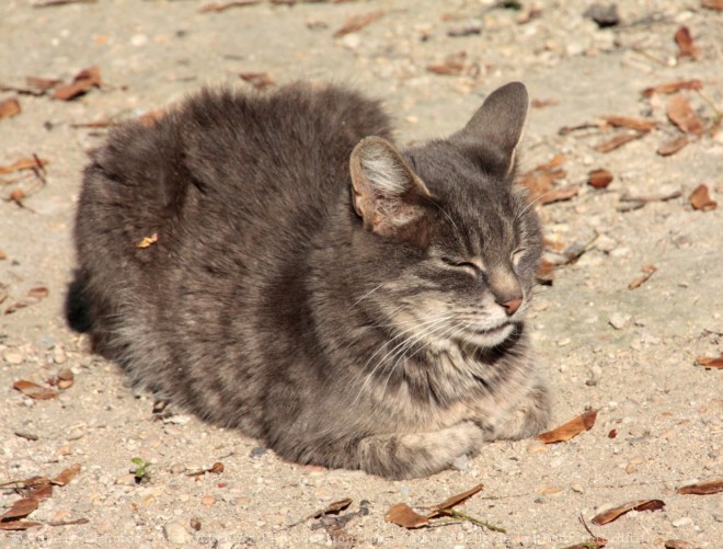 Photo de Chat domestique