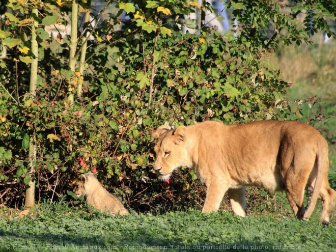 Photo de Lion