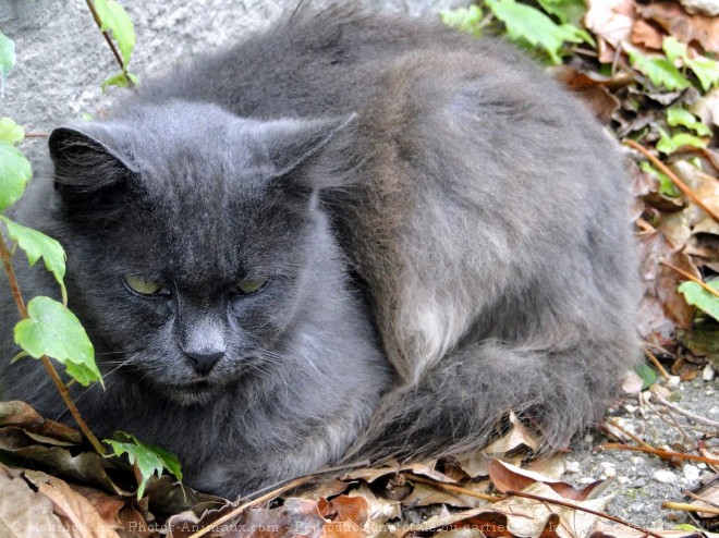 Photo de Chat domestique