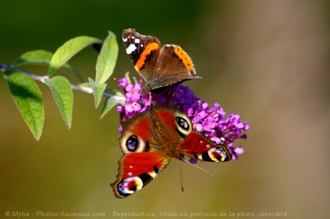 Photo de Papillon