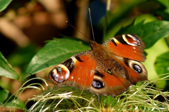 Photo de Papillon - paon du jour