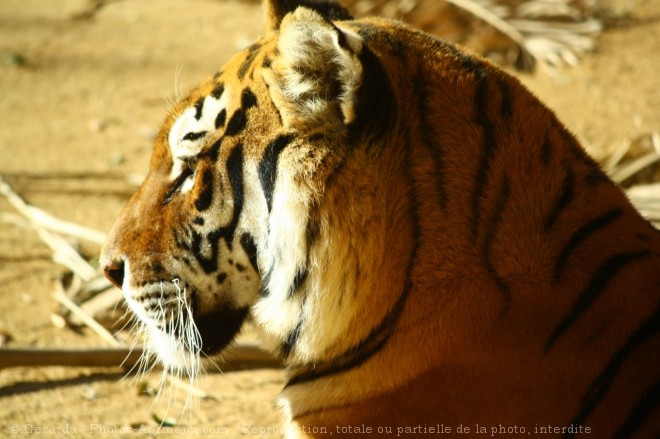 Photo de Tigre