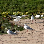 Photo de Mouette