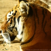 Photo de Tigre