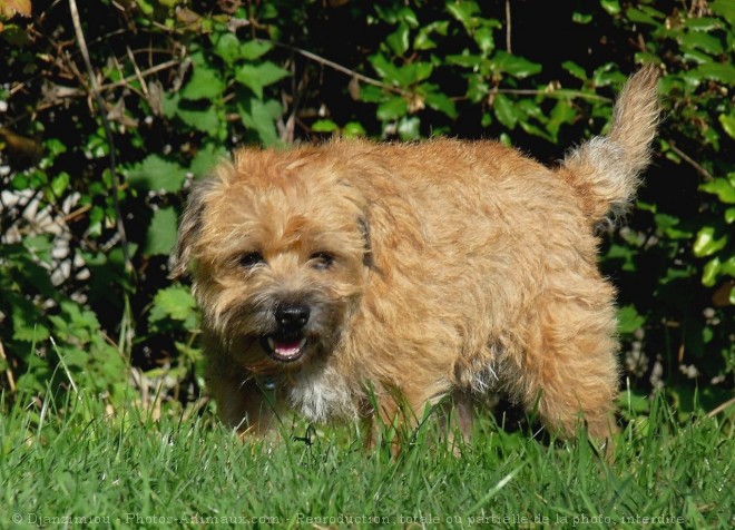 Photo de Border terrier