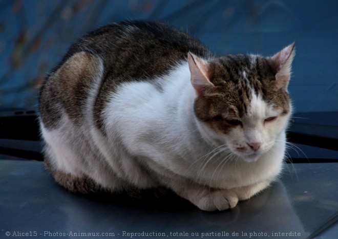 Photo de Chat domestique