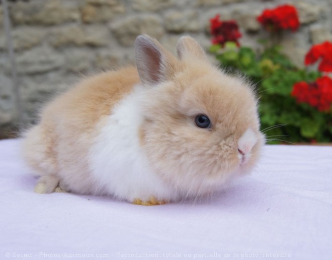 Photo de Lapin