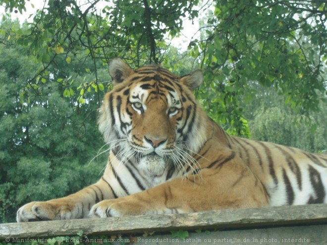 Photo de Tigre