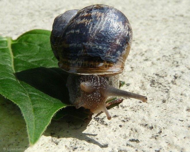 Photo d'Escargot