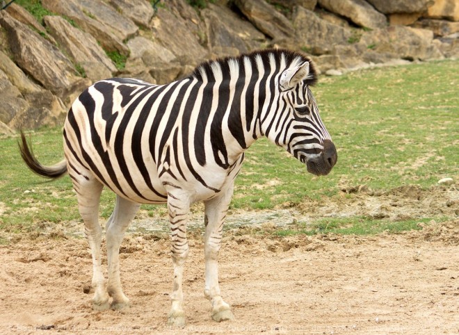 Photo de Zebre