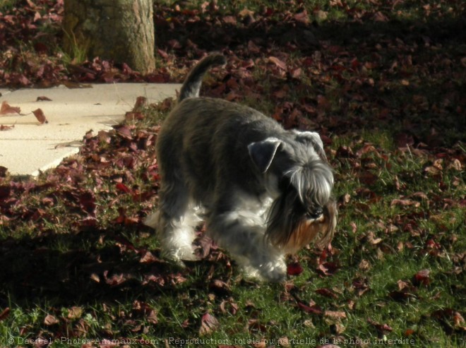 Photo de Schnauzer nain