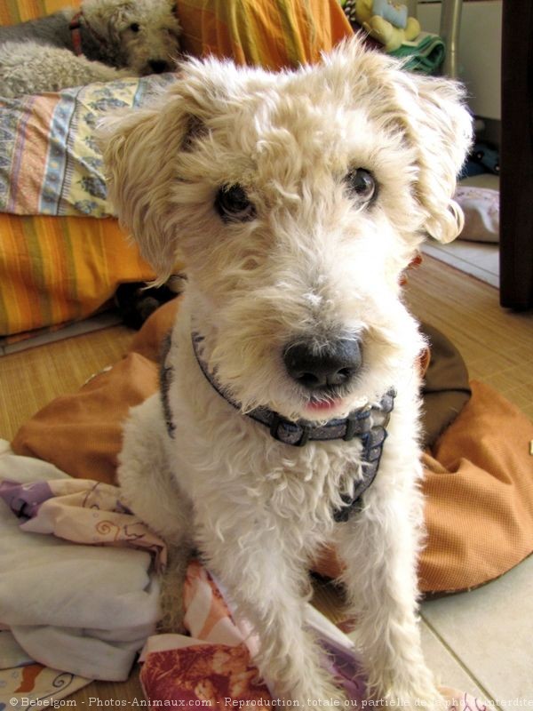 Photo de Fox terrier  poil dur