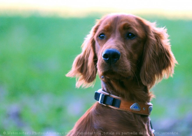 Photo De Setter Irlandais Rouge Gibbs N 5539 Sur Photos Animaux Com