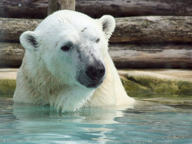 Photo d'Ours