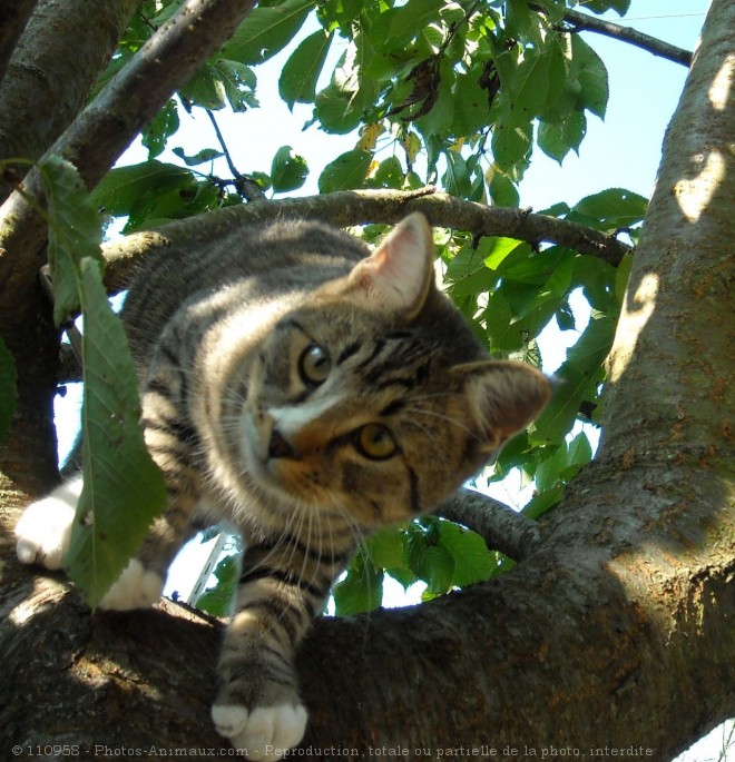 Photo de Chat domestique