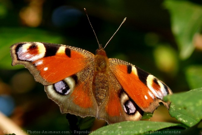 Photo de Papillon - paon du jour