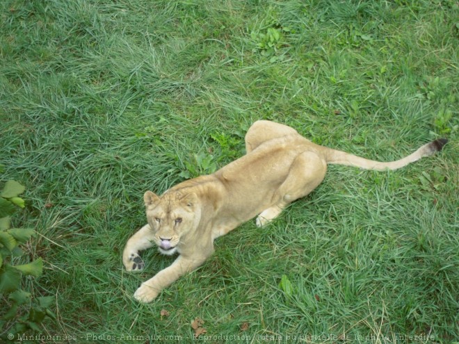 Photo de Lion