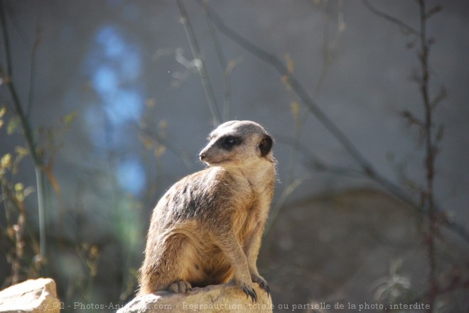 Photo de Suricate