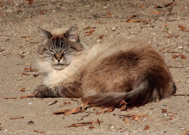 Photo de Chat domestique