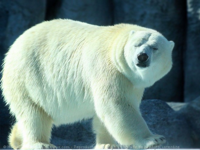 Photo d'Ours