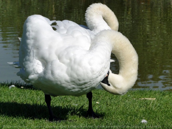 Photo de Cygne