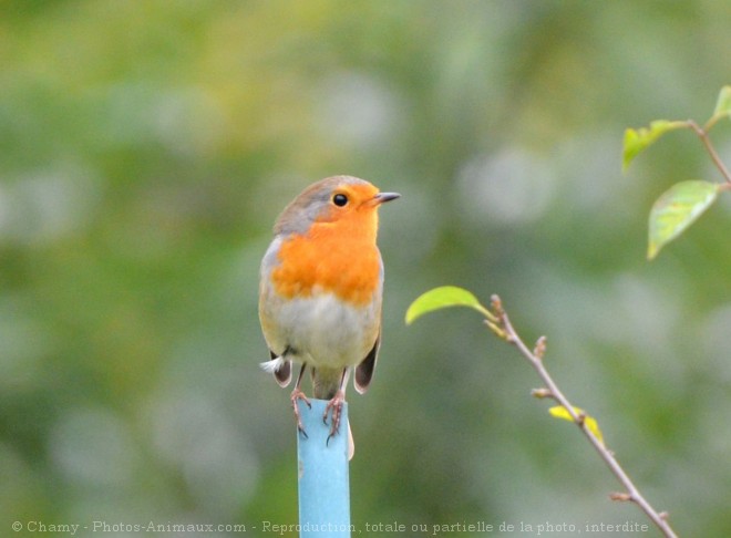 Photo de Rouge gorge