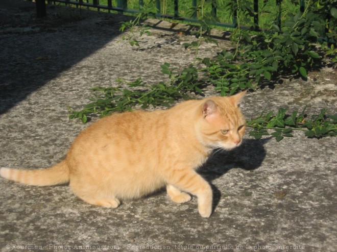 Photo de Chat domestique