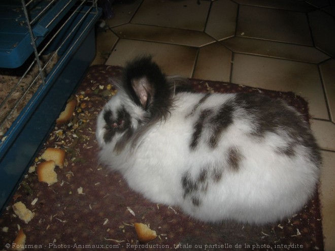 Photo de Lapin