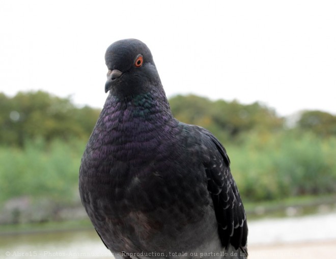 Photo de Pigeon