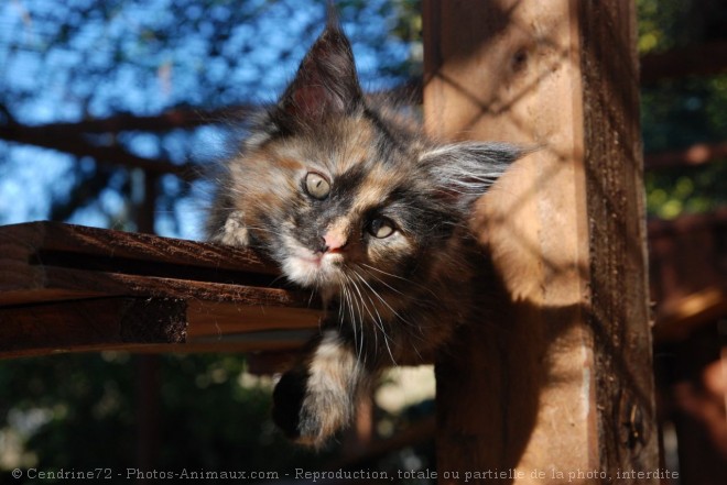 Photo de Maine coon