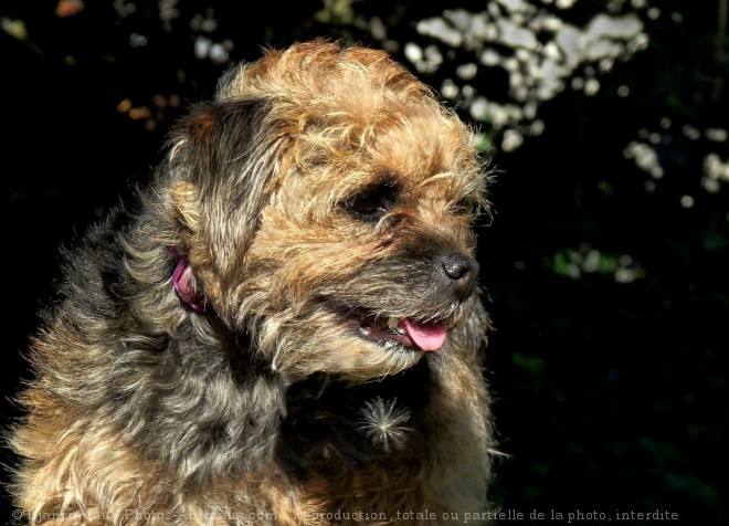 Photo de Border terrier