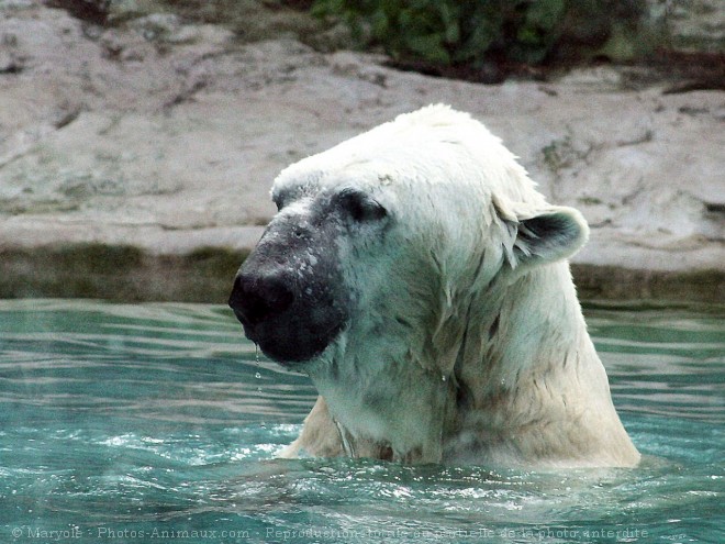 Photo d'Ours