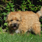 Photo de Border terrier