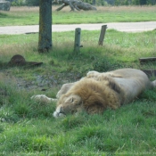 Photo de Lion