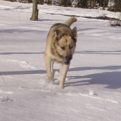 Photo de Berger belge malinois