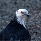 Photo de Pigeon