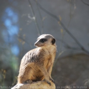 Photo de Suricate