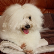 Photo de Coton de tulear