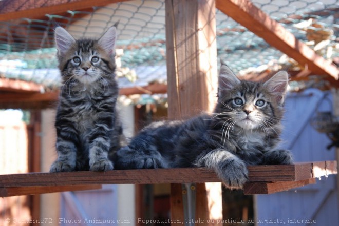 Photo de Maine coon