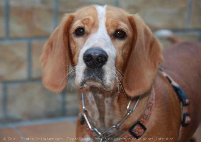 Photo de Beagle